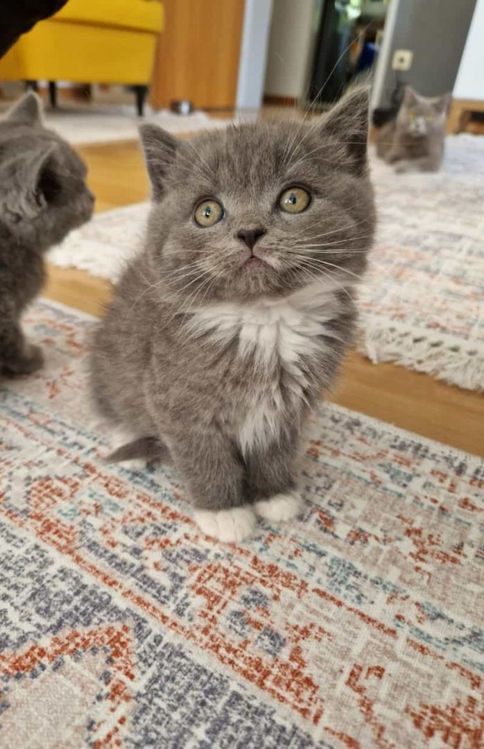 Babykatze, BKH, Kitten, Blau, Katzen
