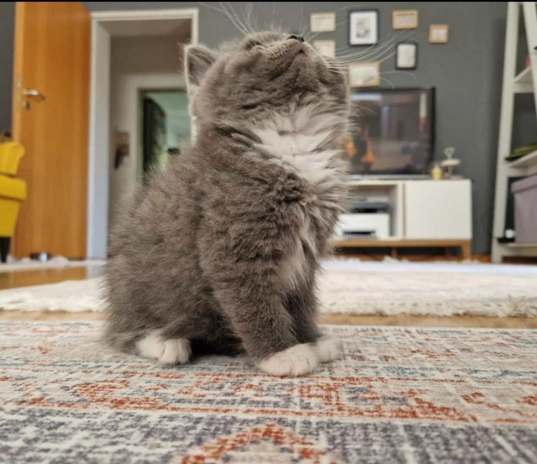 Babykatze, BKH, Kitten, Blau, Katzen