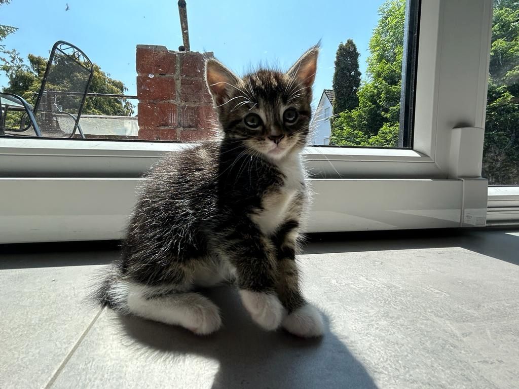 BLH Mischling Kitten BLH Mischling Kitten