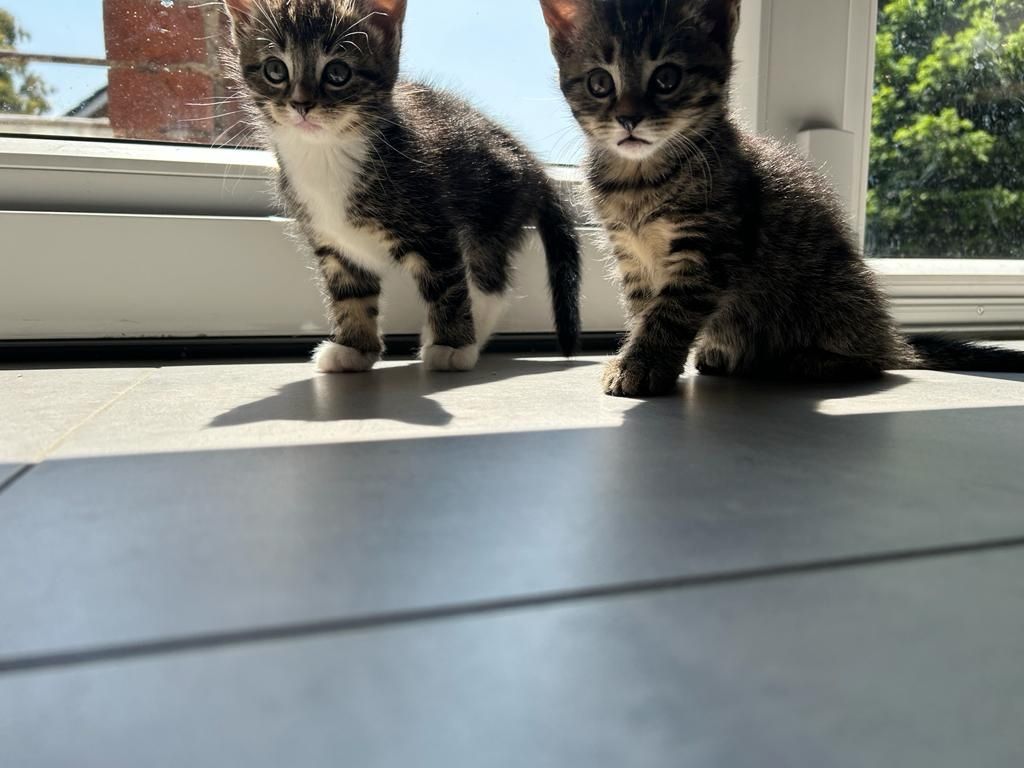 BLH Mischling Kitten BLH Mischling Kitten