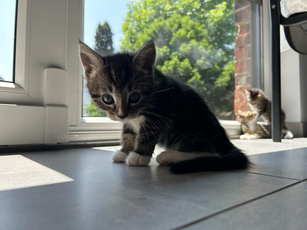 BLH Mischling Kitten BLH Mischling Kitten