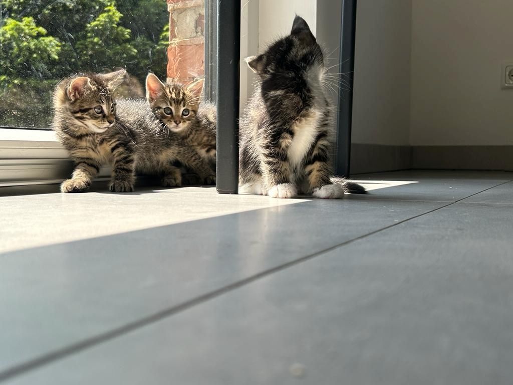 BLH Mischling Kitten BLH Mischling Kitten