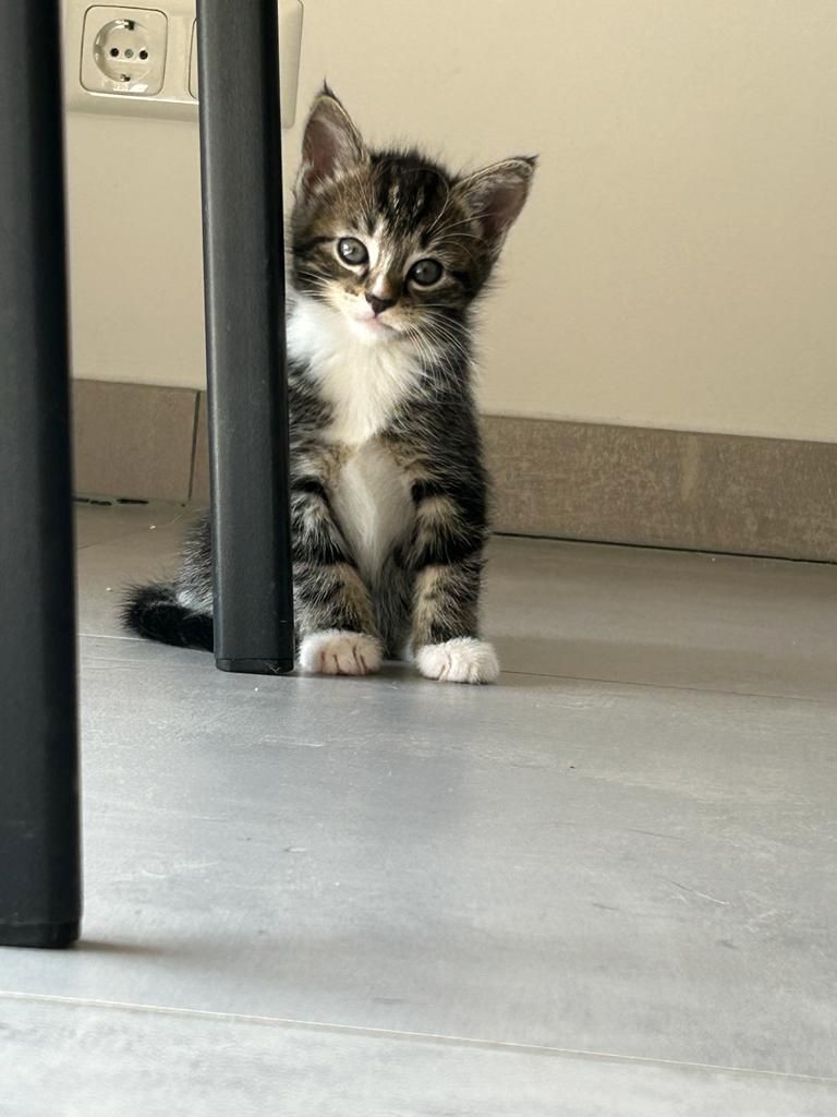 BLH Mischling Kitten BLH Mischling Kitten