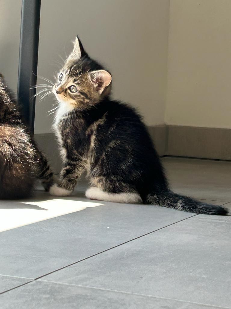 BLH Mischling Kitten BLH Mischling Kitten