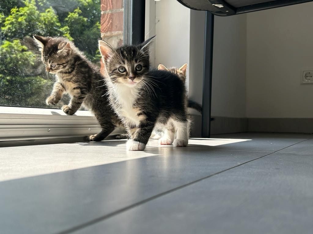 BLH Mischling Kitten BLH Mischling Kitten