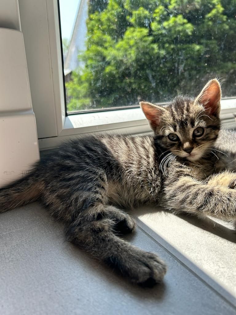 BLH Mischling Kitten