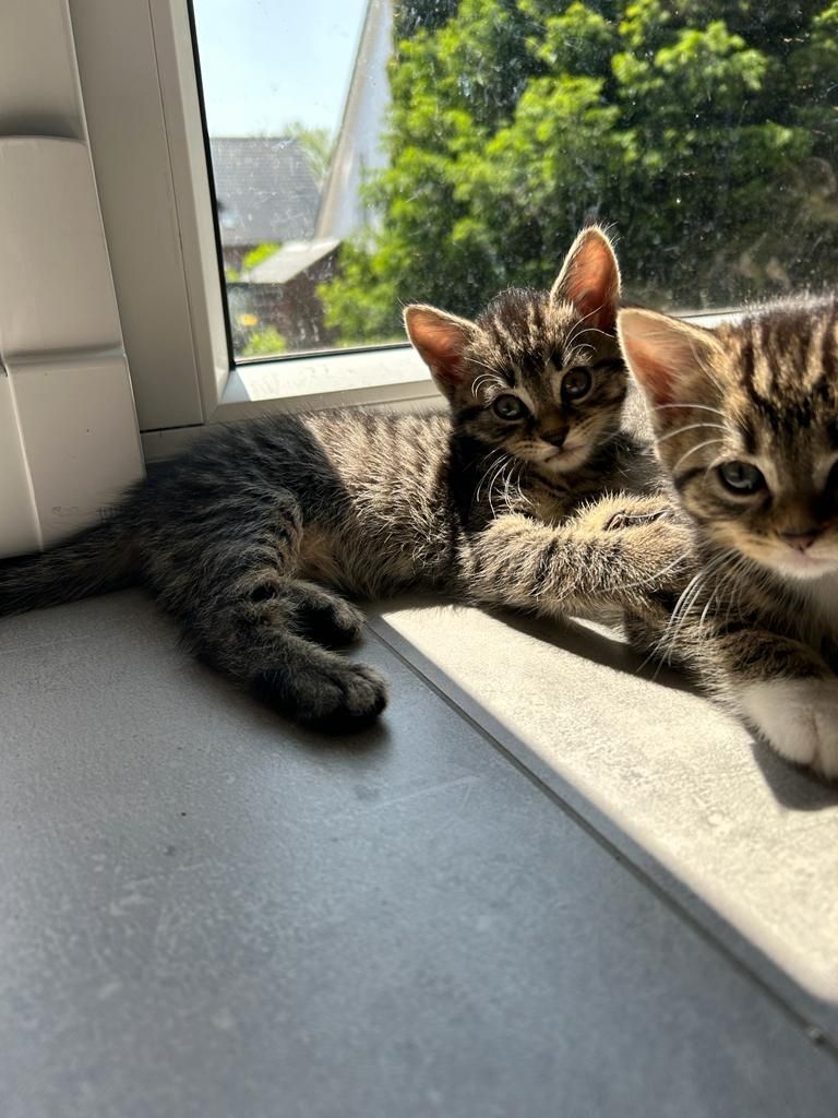 BLH Mischling Kitten