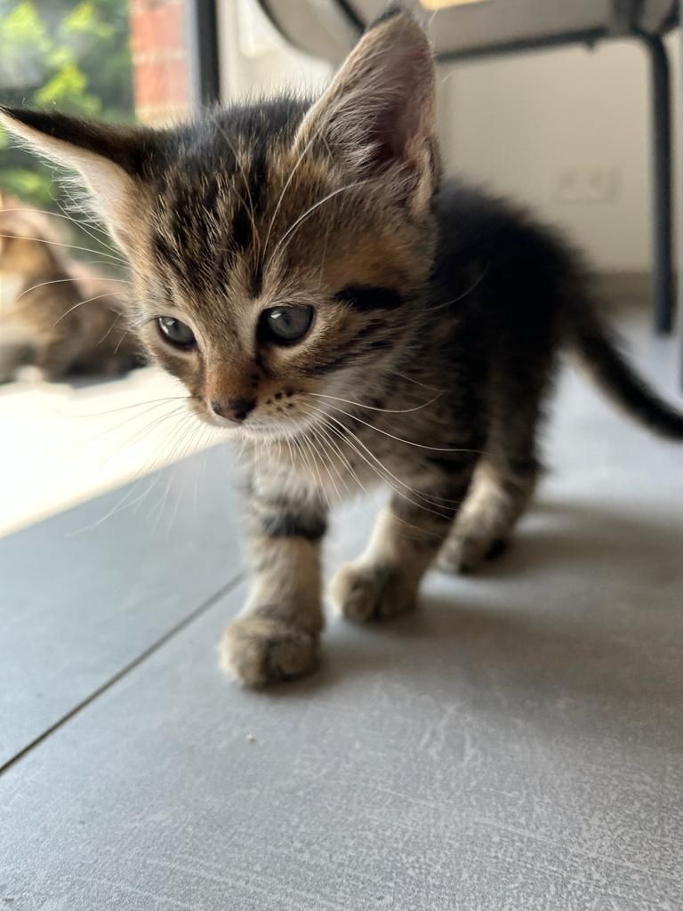 BLH Mischling Kitten