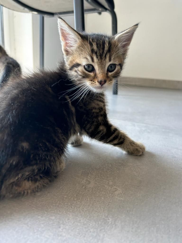 BLH Mischling Kitten