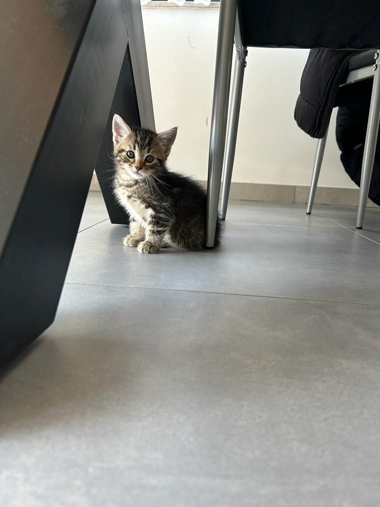 BLH Mischling Kitten