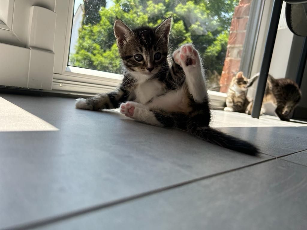 BLH Mischling Kitten