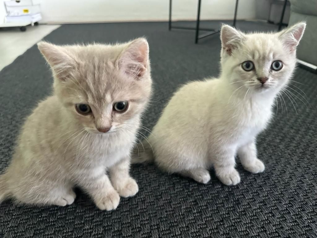 3 Britisch Kurzhaar Katzen Babys kitten bkh