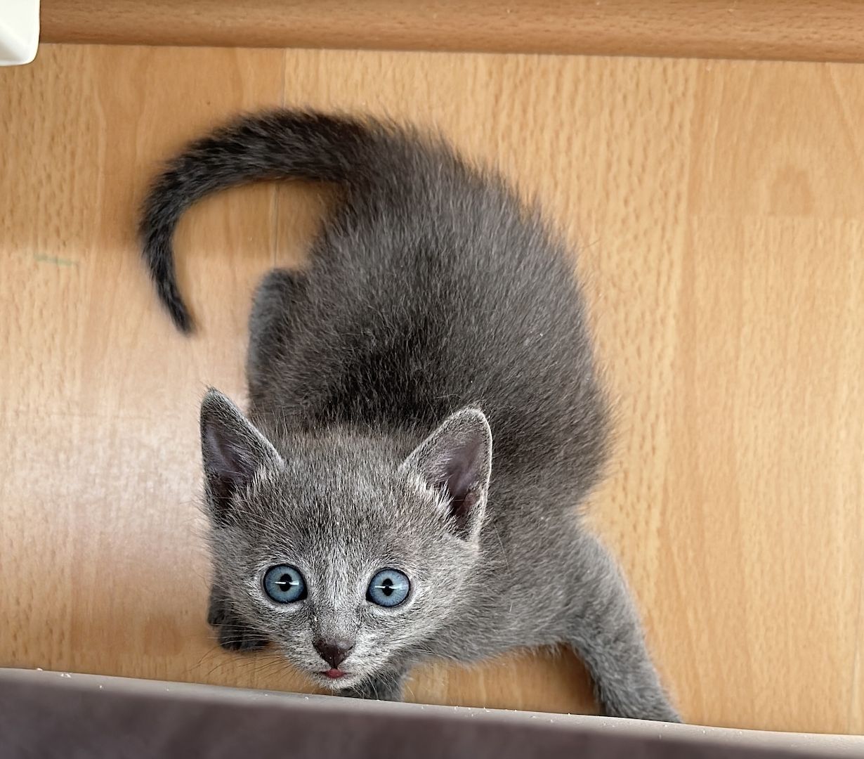 Russisch Blau Kitten
