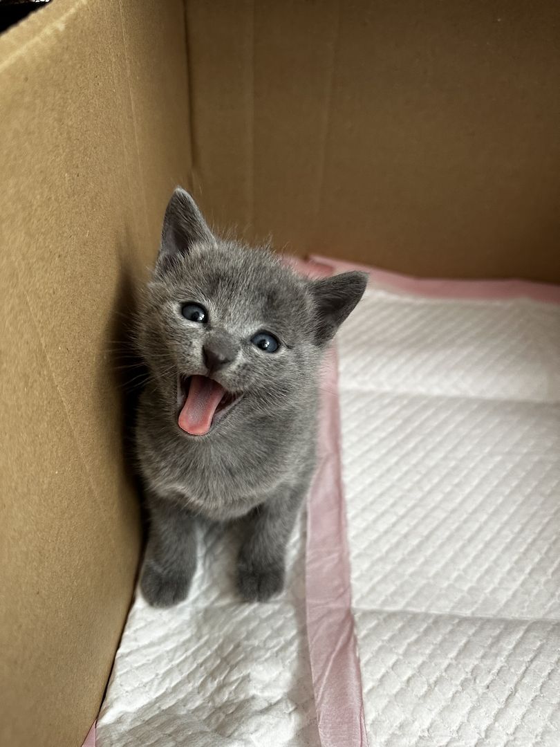 Russisch Blau Kitten