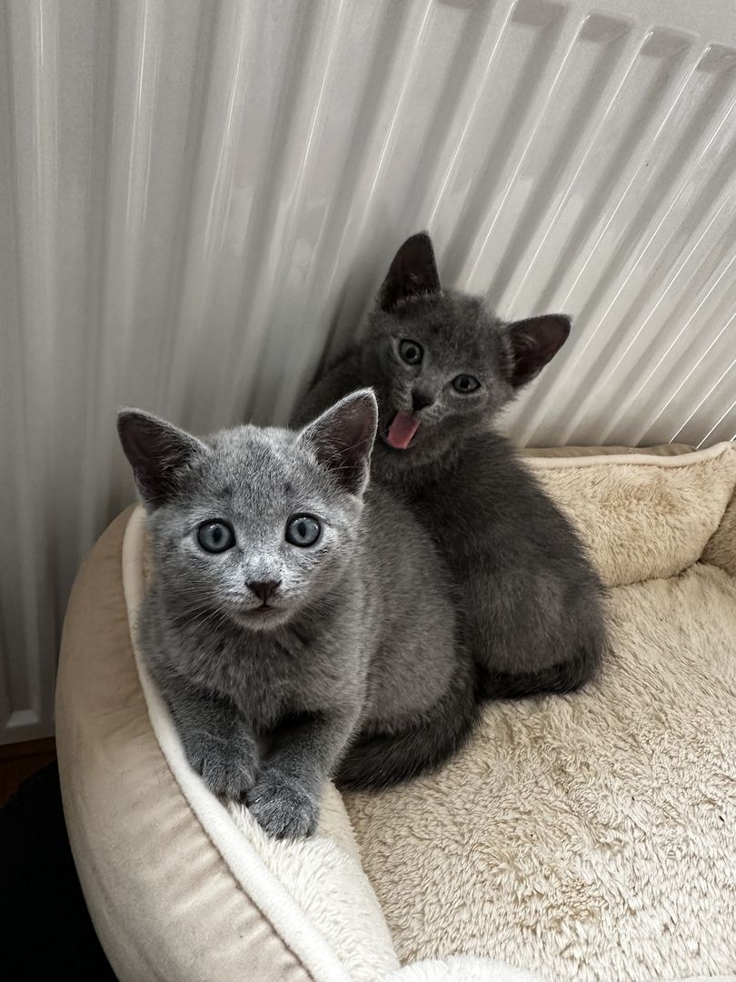 Russisch Blau Kitten