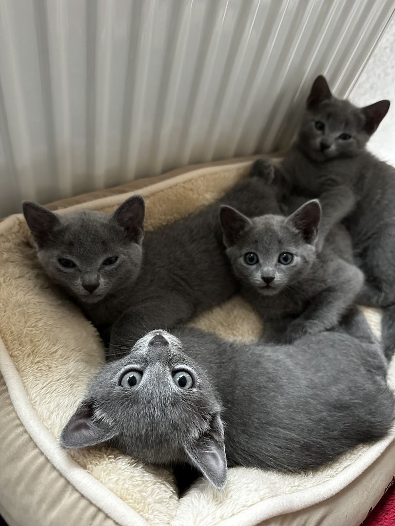 Russisch Blau Kitten