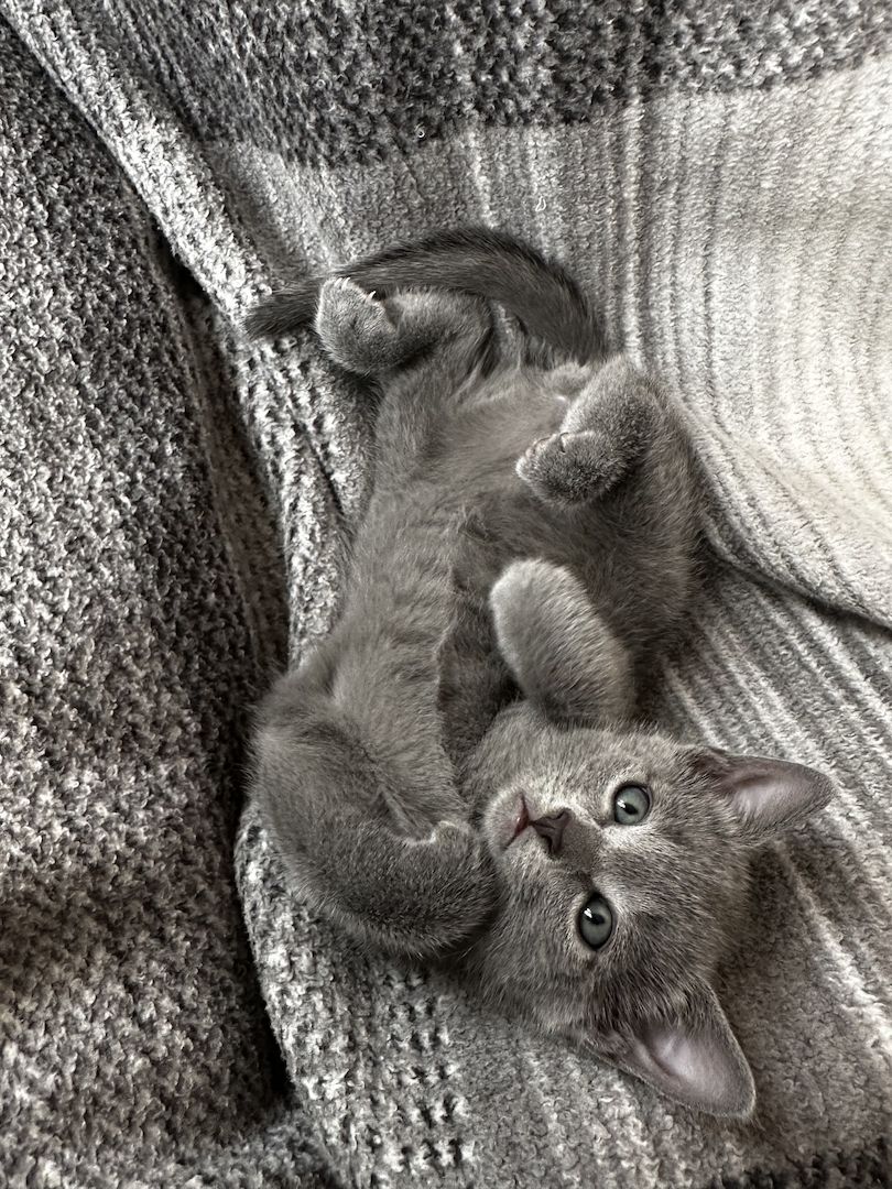 Russisch Blau Kitten