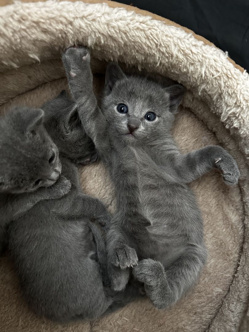 Russisch Blau Kitten