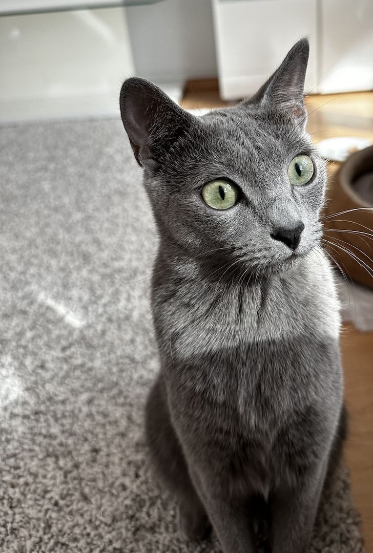 Russisch Blau Kitten