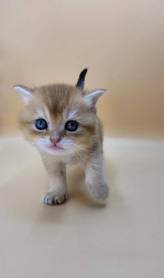 BKH Kitten mit Stammbaum