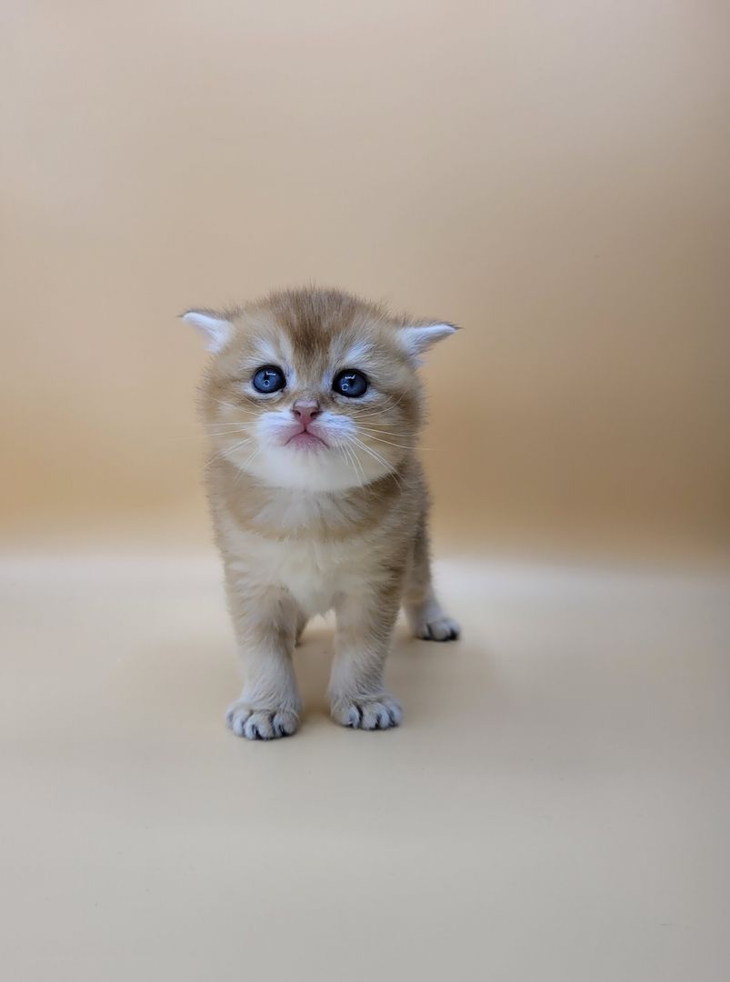 BKH Kitten mit Stammbaum