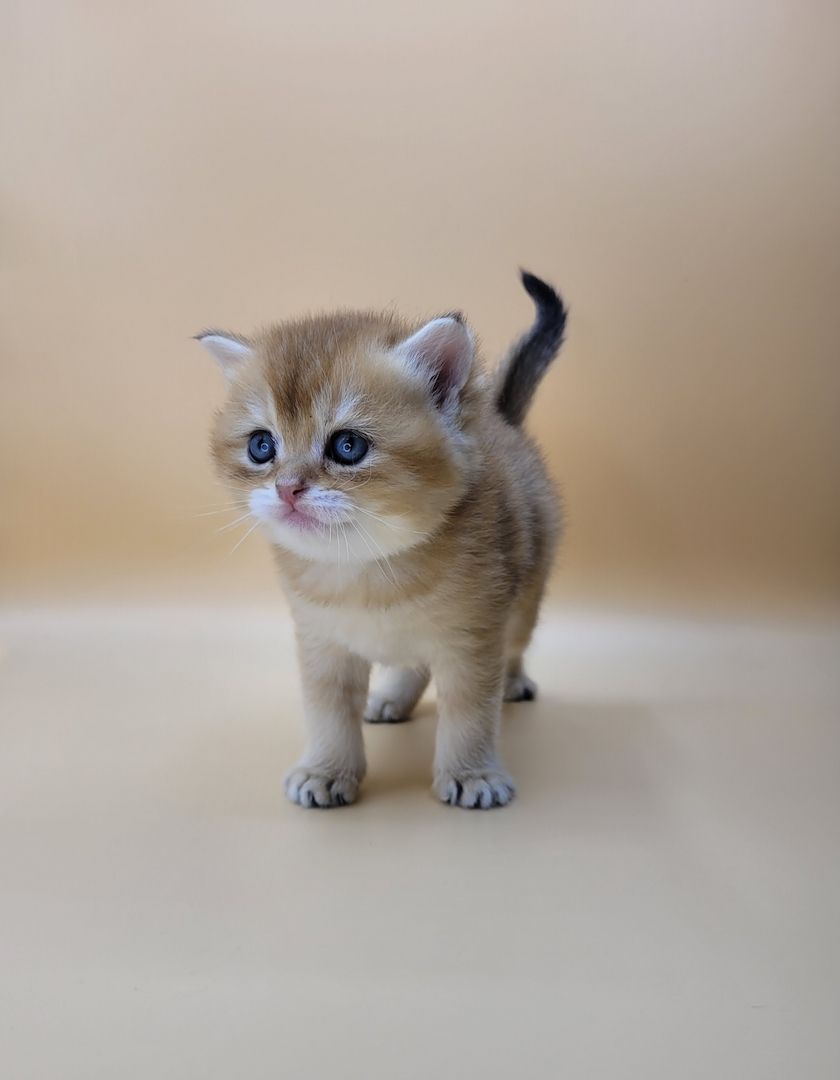 BKH Kitten mit Stammbaum