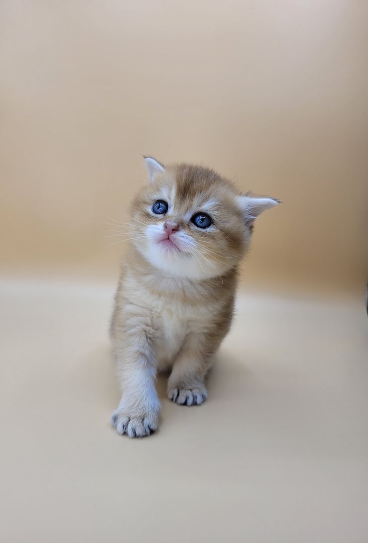 BKH Kitten mit Stammbaum