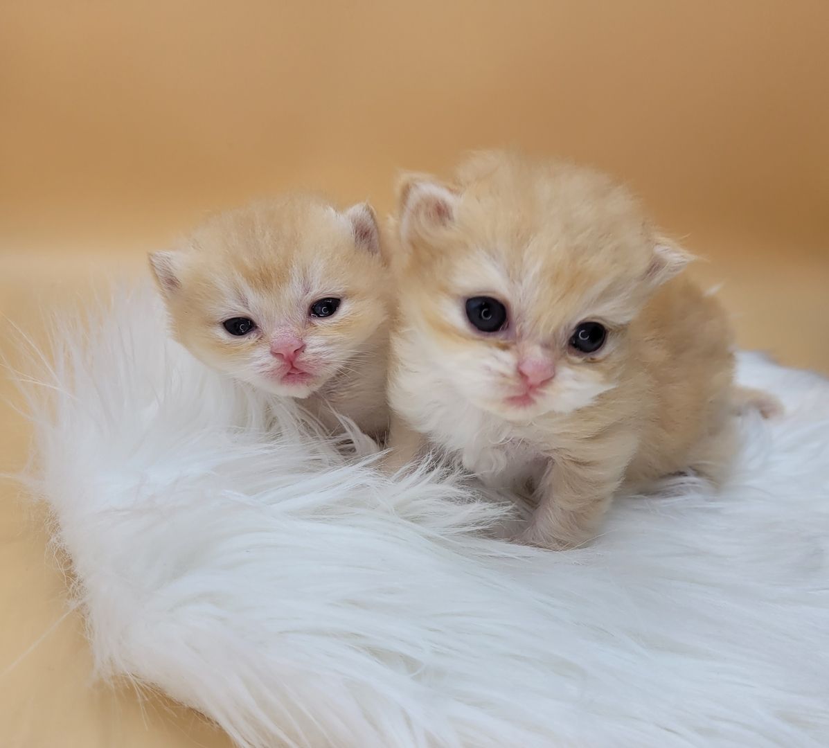 BKH/BLH Kitten mit Stammbaum