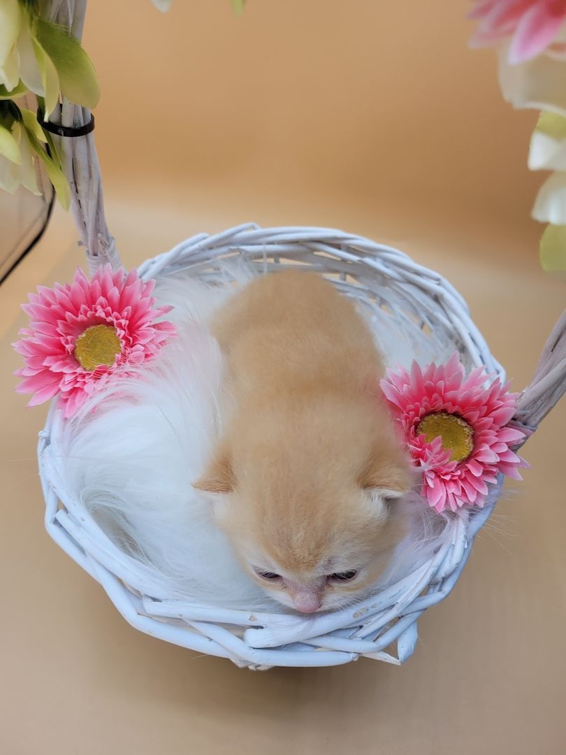 BKH/BLH Kitten mit Stammbaum