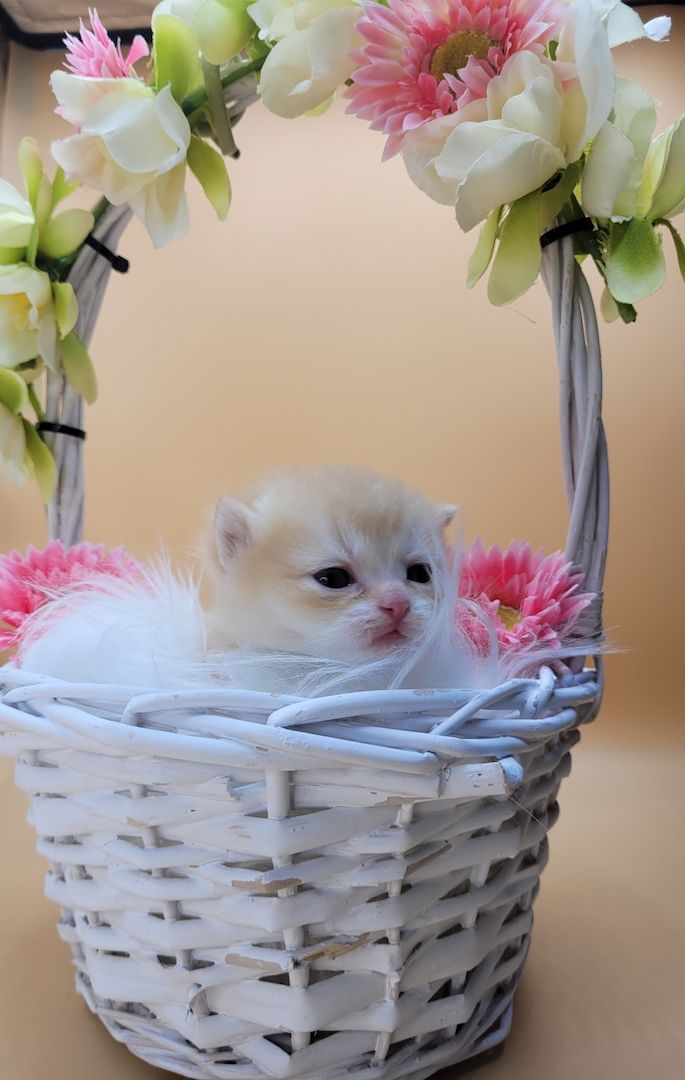 BKH/BLH Kitten mit Stammbaum