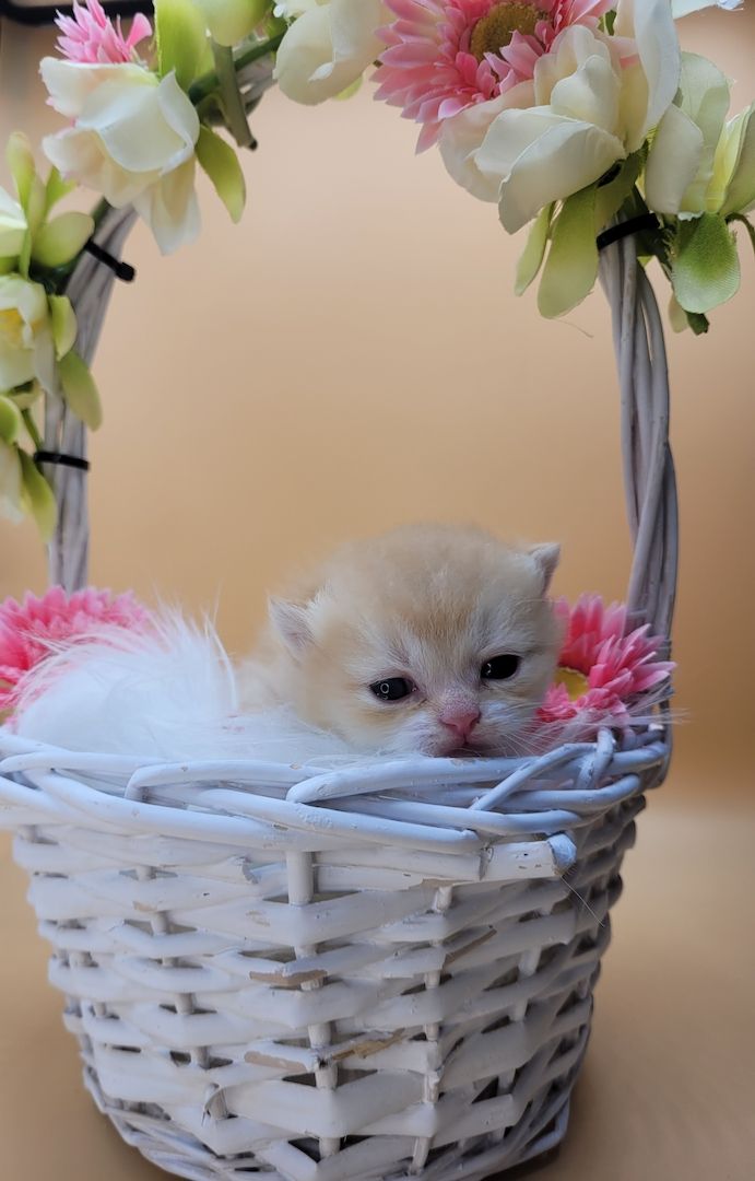 BKH/BLH Kitten mit Stammbaum