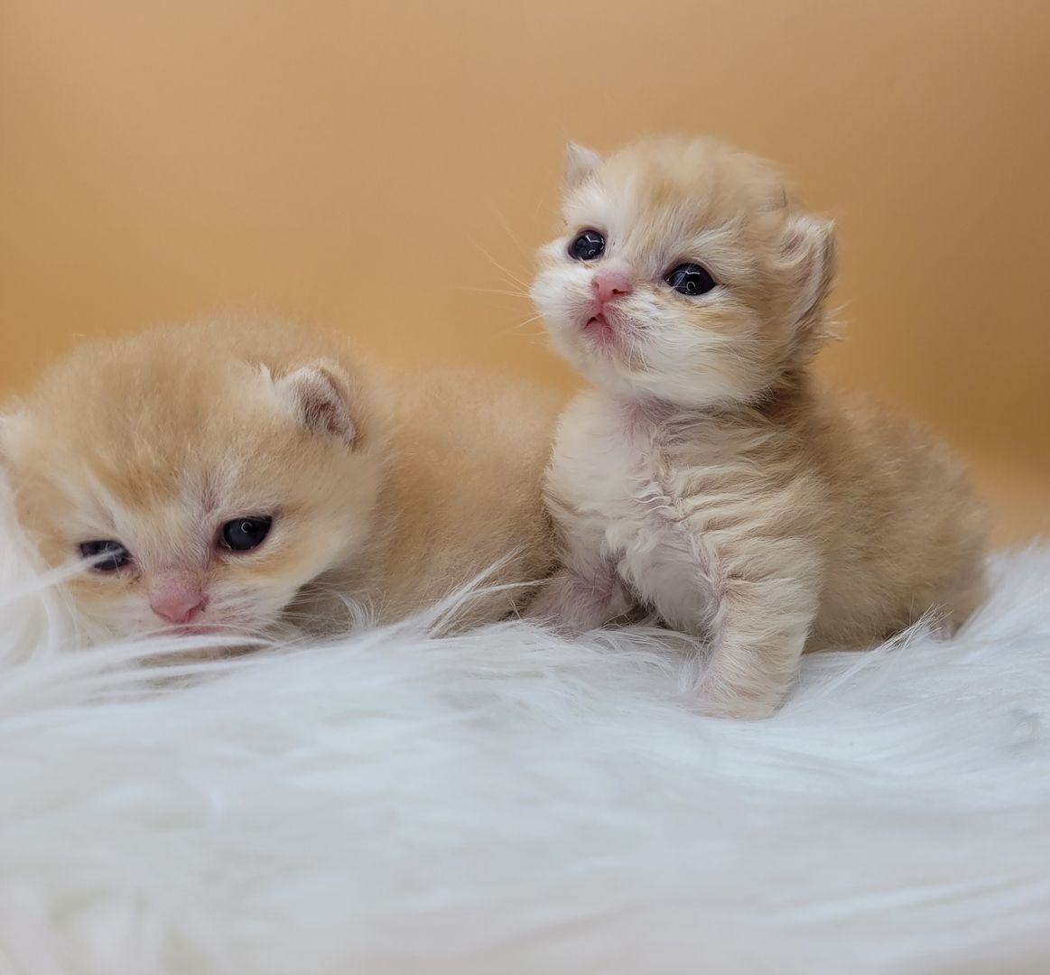 BKH/BLH Kitten mit Stammbaum