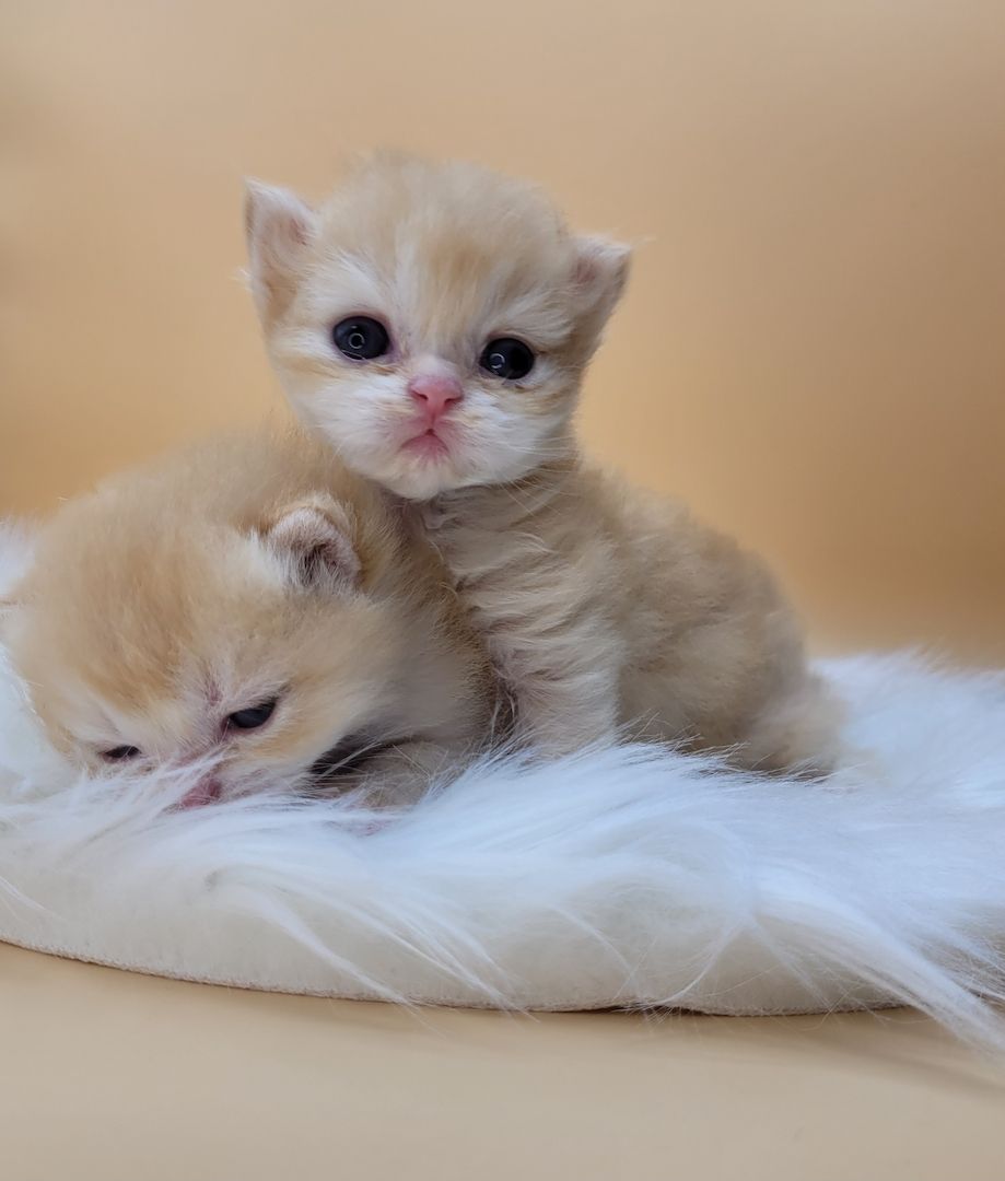 BKH/BLH Kitten mit Stammbaum