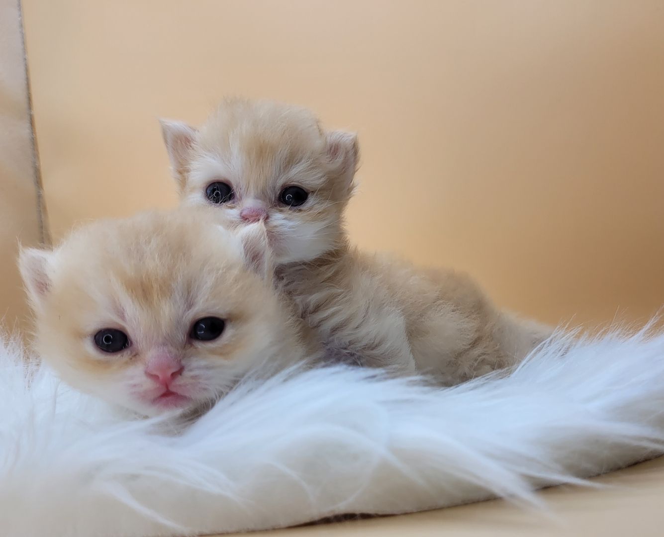 BKH/BLH Kitten mit Stammbaum