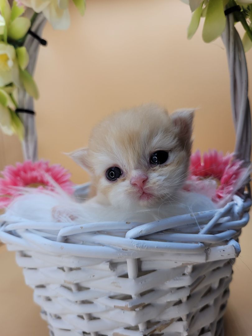 BKH/BLH Kitten mit Stammbaum