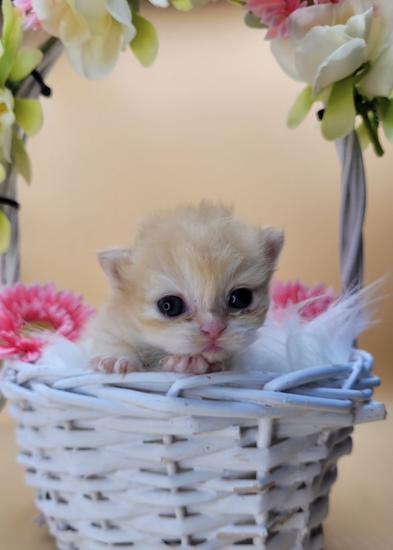 BKH/BLH Kitten mit Stammbaum