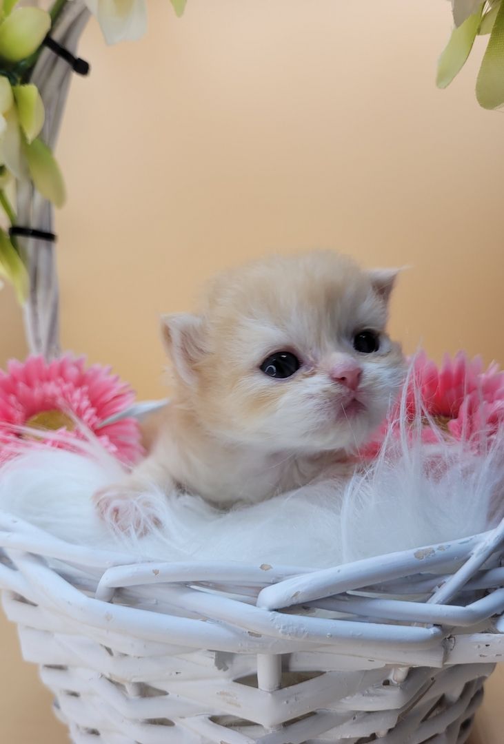 BKH/BLH Kitten mit Stammbaum