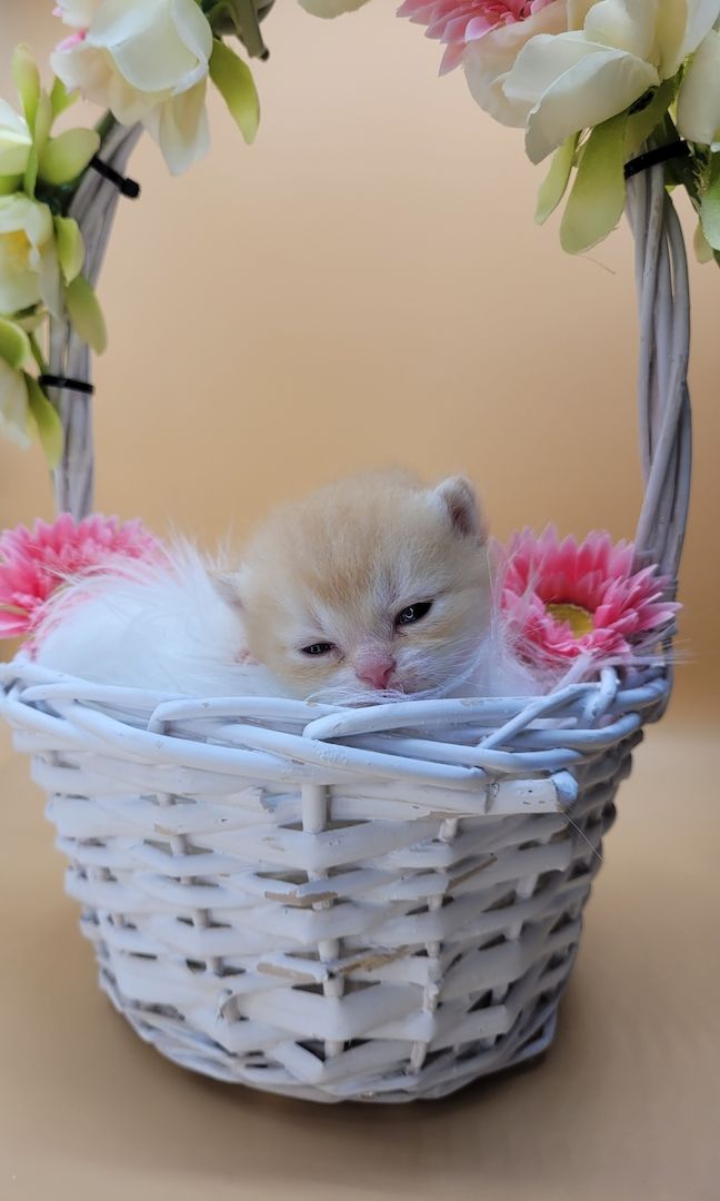 BKH/BLH Kitten mit Stammbaum