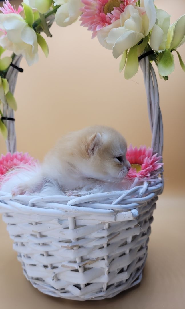 BKH/BLH Kitten mit Stammbaum