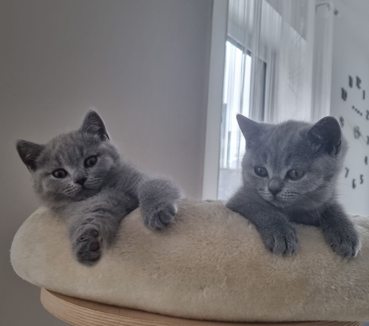 BKH Kitten mit Stammbaum abzugeben