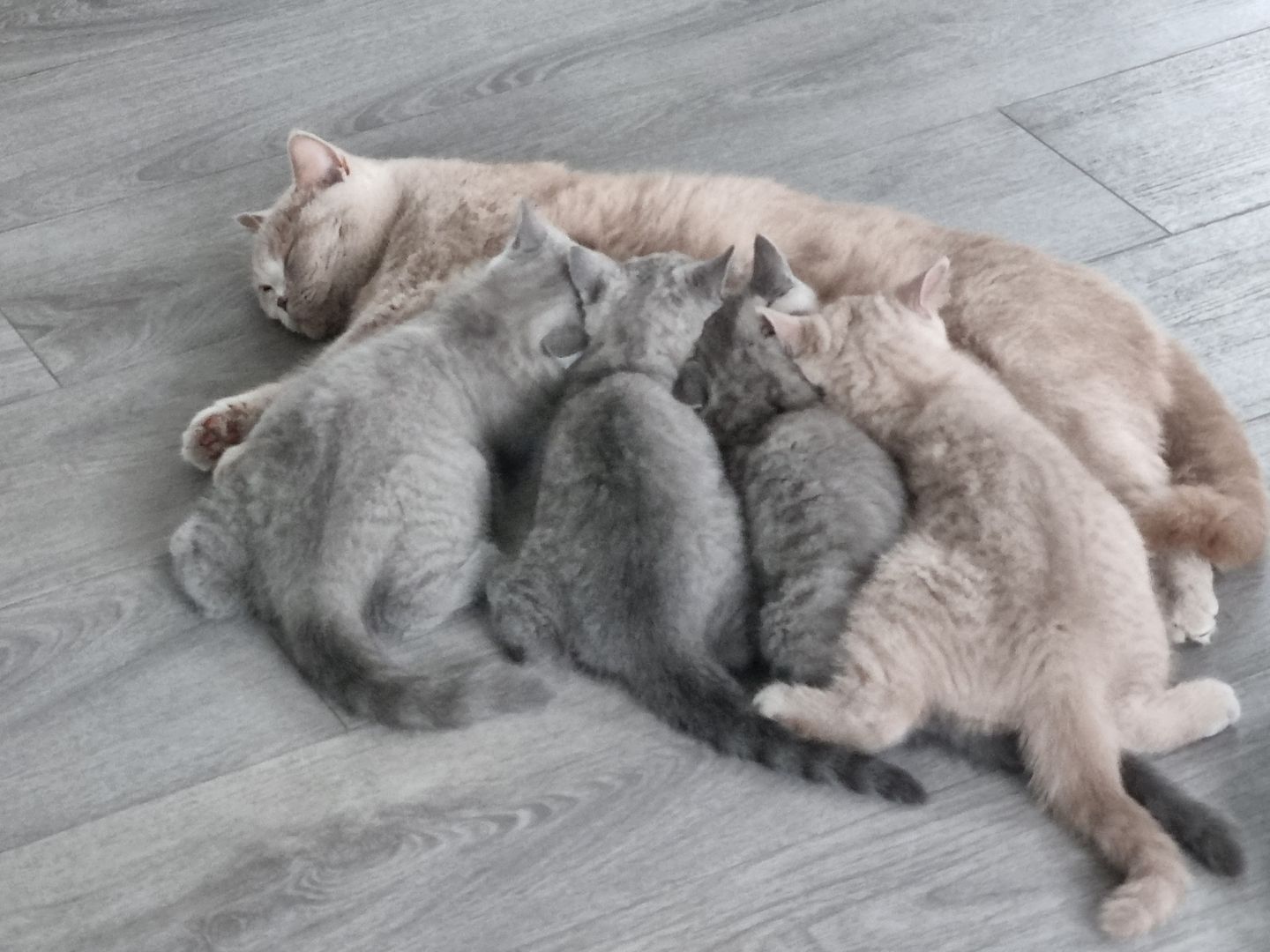 BKH Kitten mit Stammbaum abzugeben