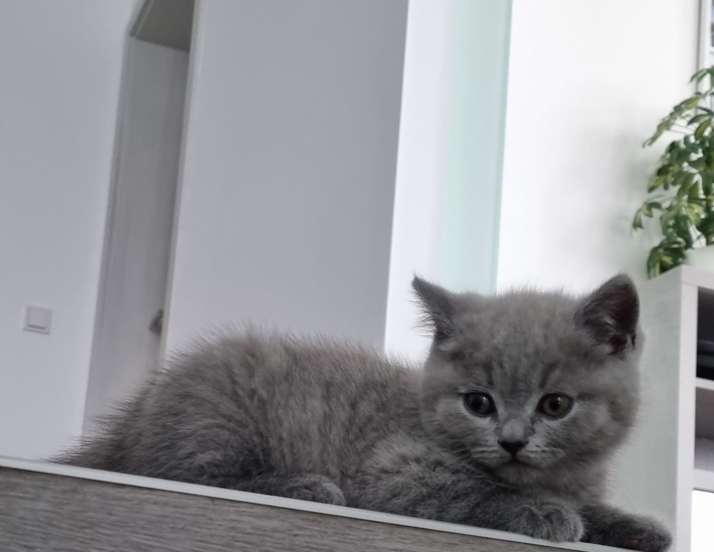 BKH Kitten mit Stammbaum abzugeben