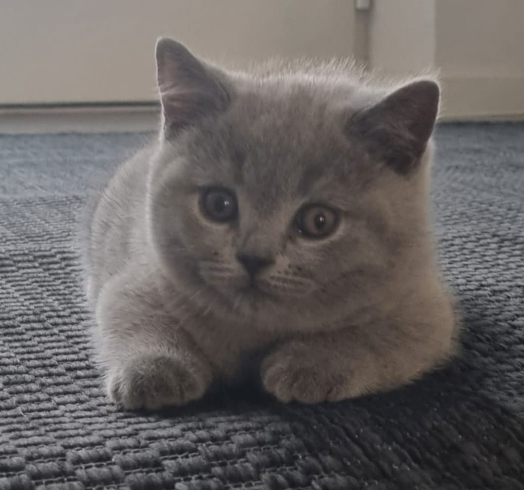 BKH Kitten mit Stammbaum abzugeben