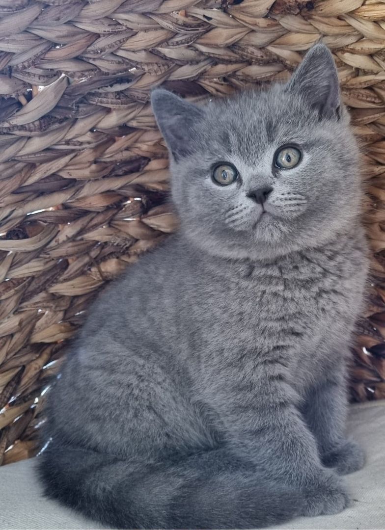 BKH Kitten mit Stammbaum abzugeben