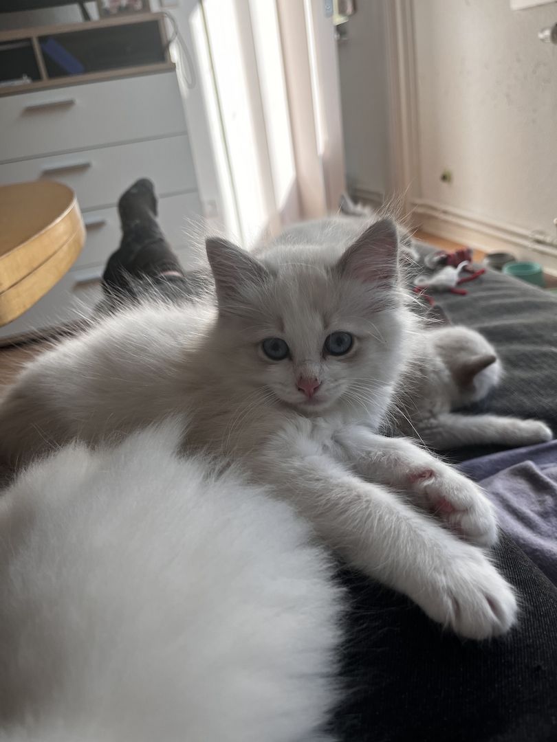 Ragdoll x Birma Kitten