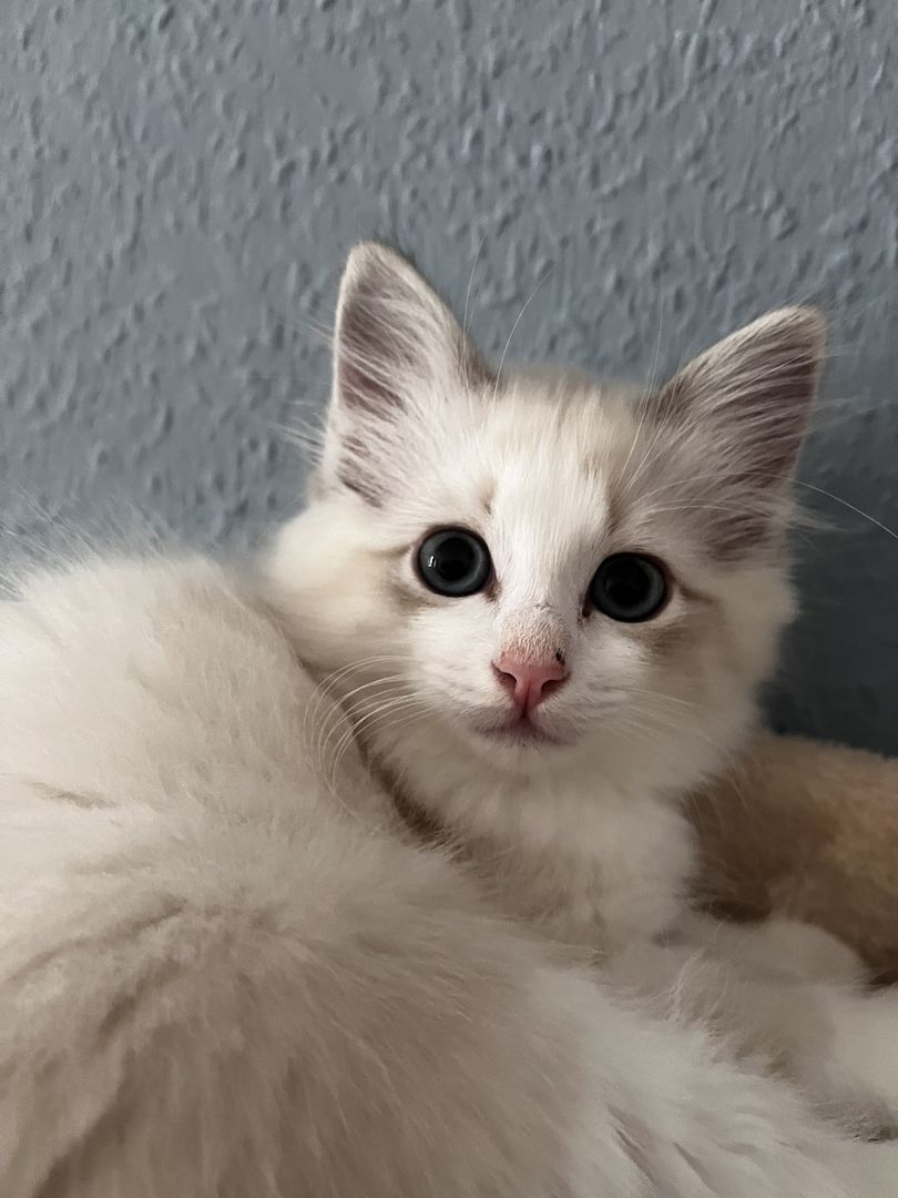 Ragdoll x Birma Kitten