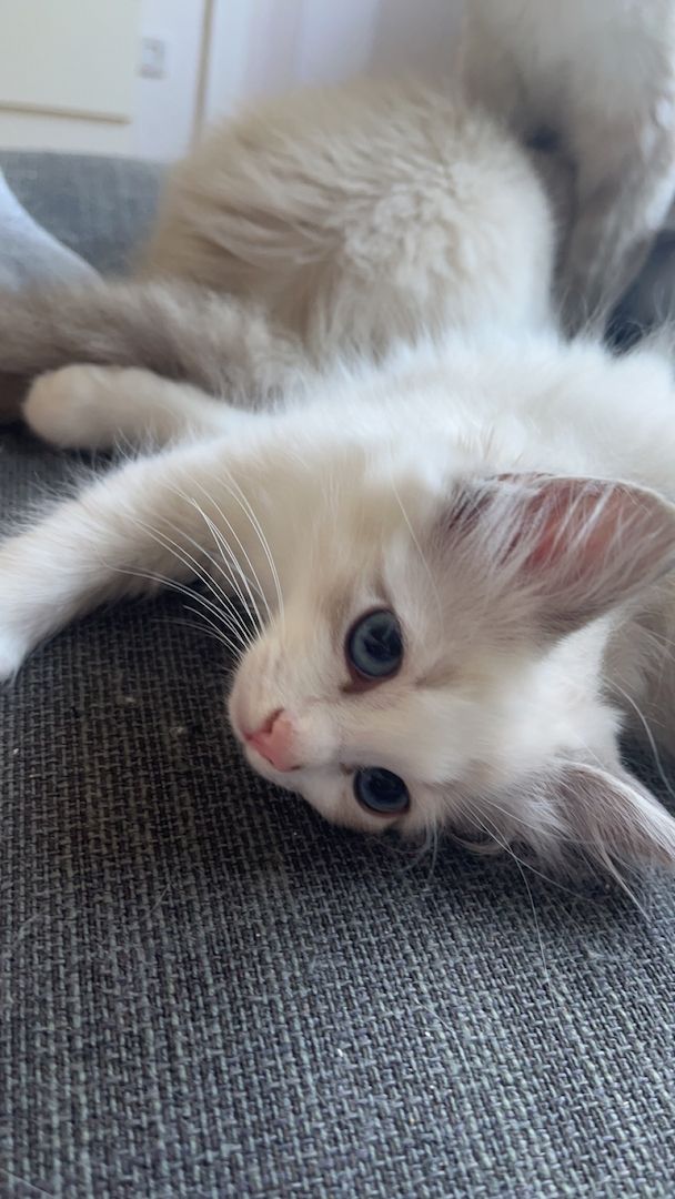 Ragdoll x Birma Kitten