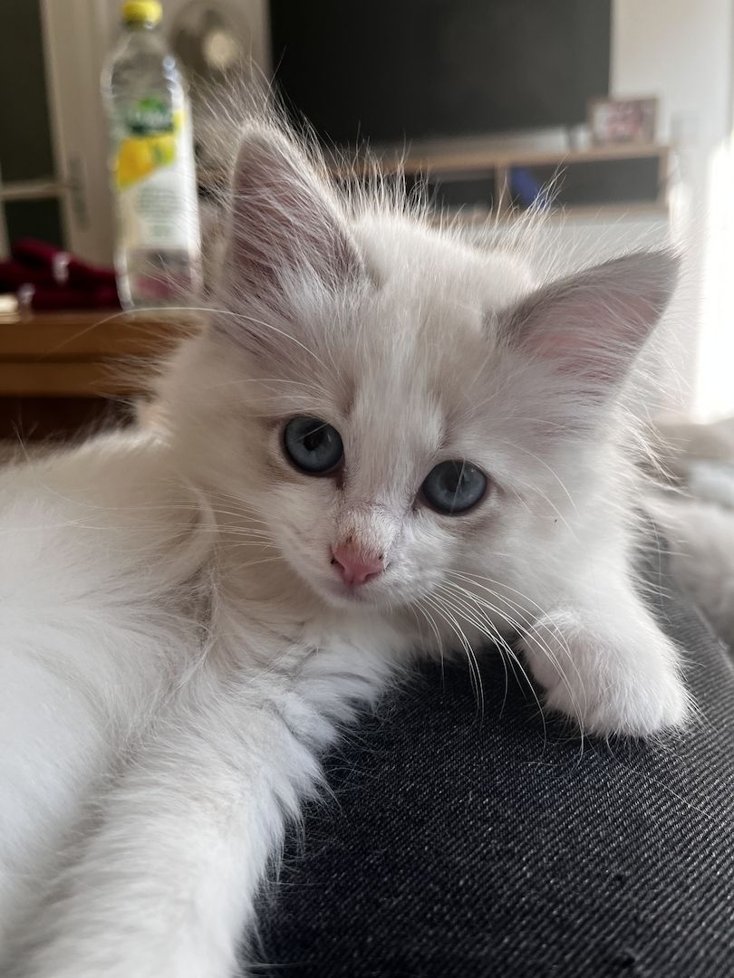 Ragdoll x Birma Kitten