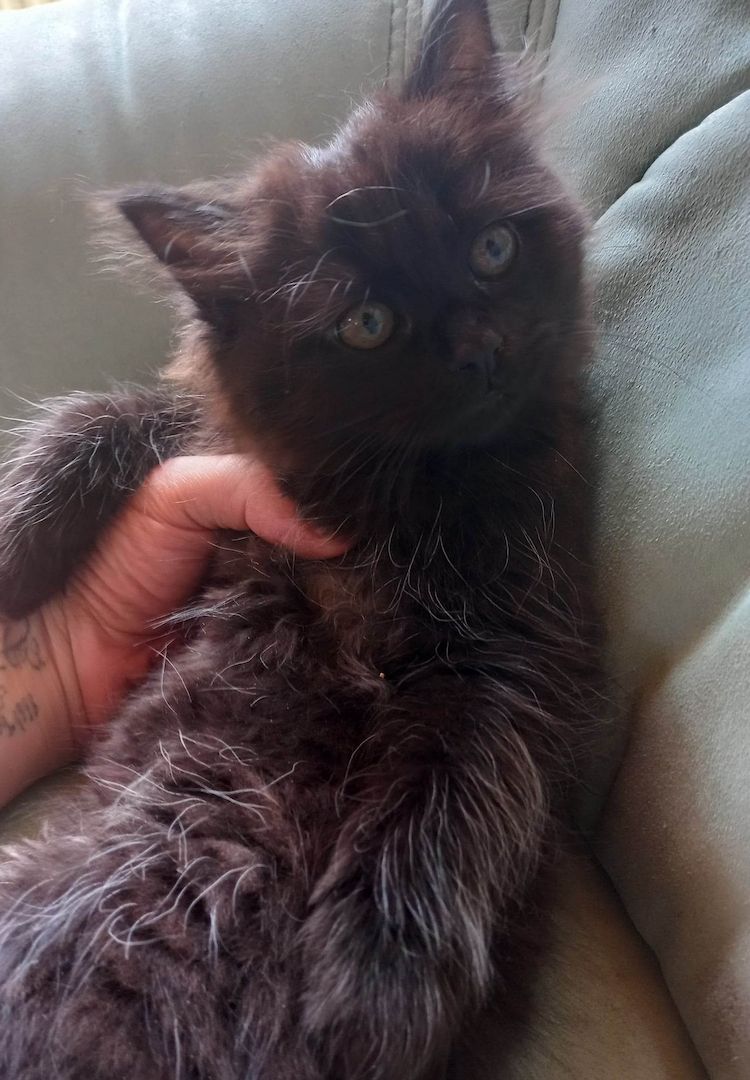 Sibirische-Waldkatze