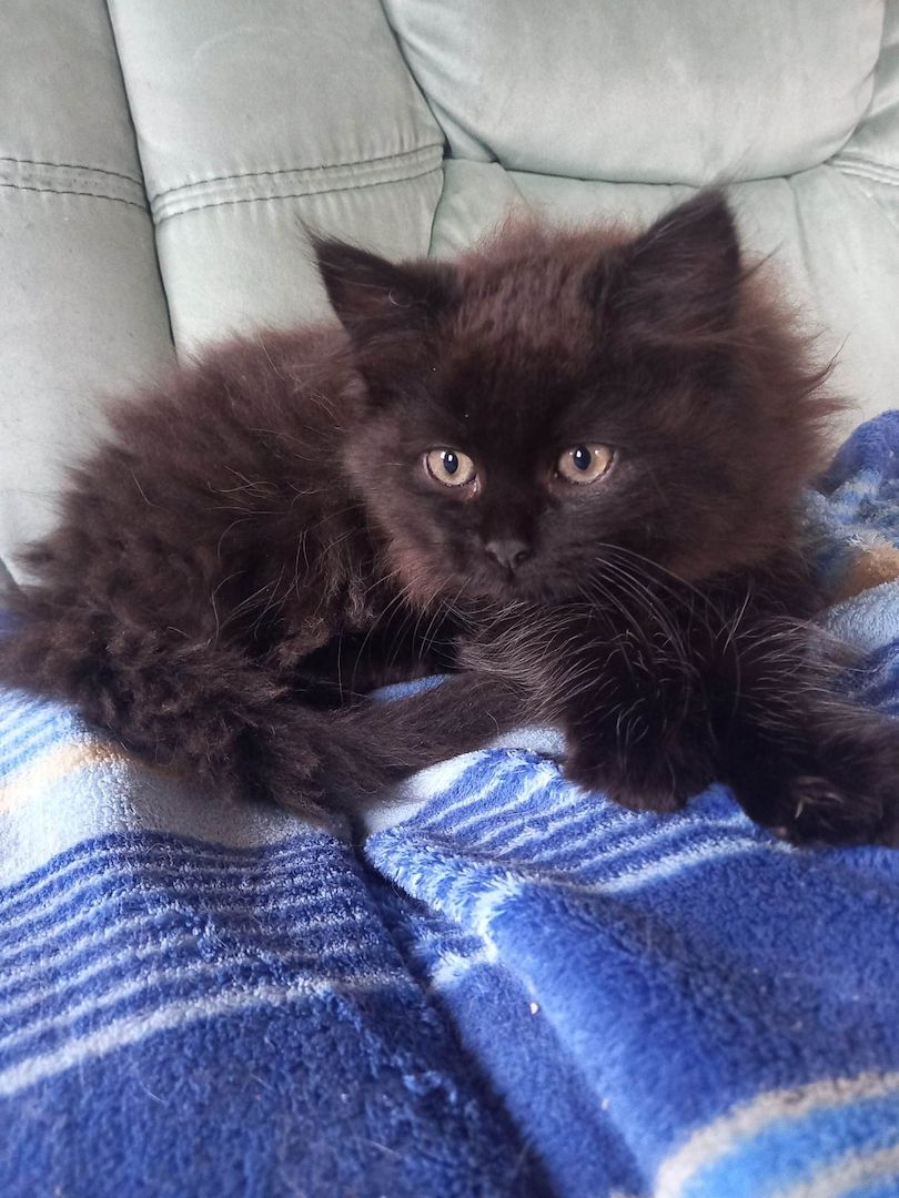 Sibirische-Waldkatze